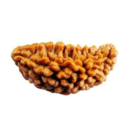 1 Mukhi Shiv Rudraksha – Branch Intact