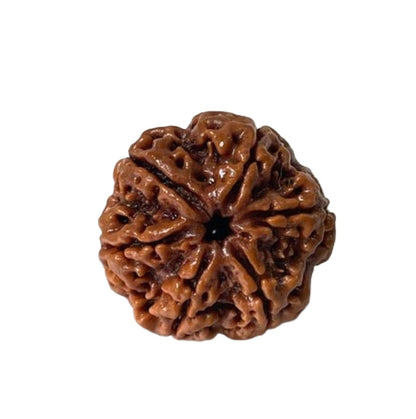 6 Mukha Shiv Rudraksha – Branch Intact (Nepal Origin)