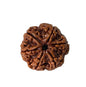 6 Mukha Shiv Rudraksha – Branch Intact (Nepal Origin)