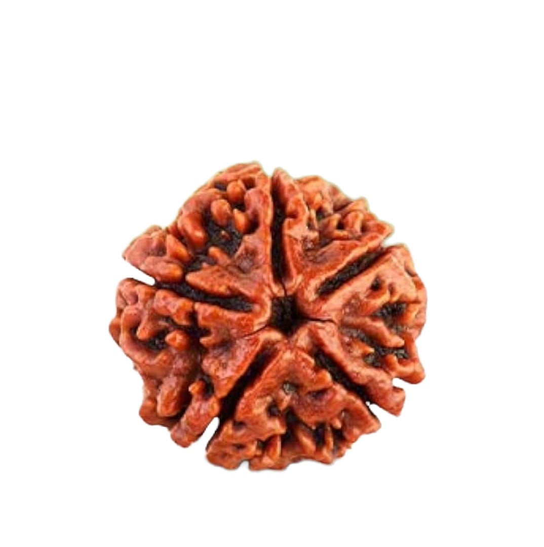 5 Mukha Shiv Rudraksha – Branch Intact (Nepal Origin)