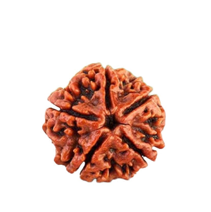 5 Mukha Shiv Rudraksha – Branch Intact (Nepal Origin)