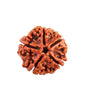 5 Mukha Shiv Rudraksha – Branch Intact (Nepal Origin)