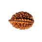 2 Mukha Shiv Rudraksha – Branch Intact (Nepal Origin)