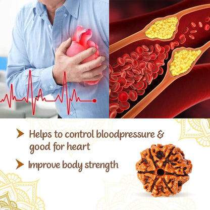 6 Mukha Shiv Rudraksha – Branch Intact (Nepal Origin)