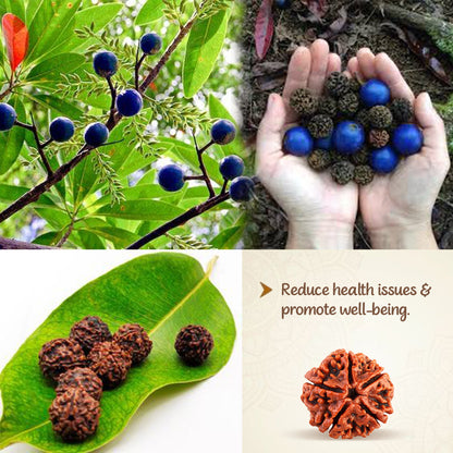 5 Mukha Shiv Rudraksha – Branch Intact (Nepal Origin)