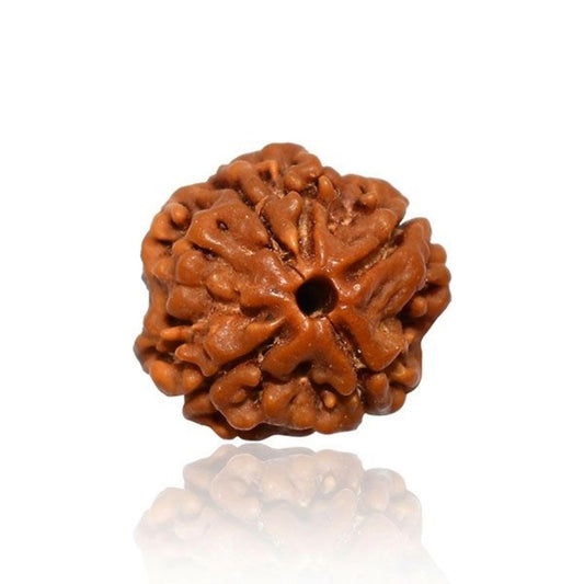4 Mukha Shiv Rudraksha – Branch Intact (Nepal Origin)