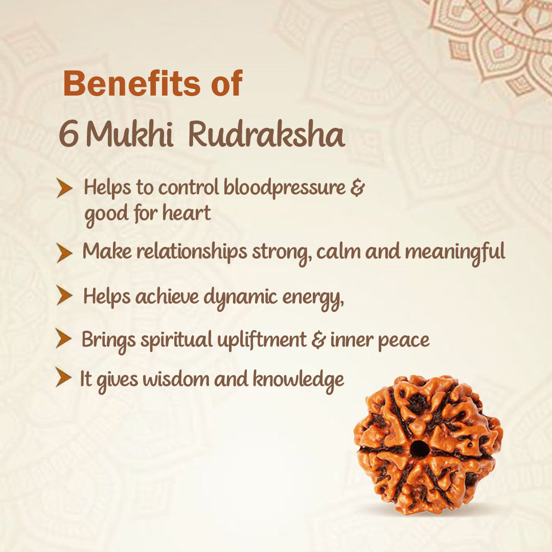 6 Mukha Shiv Rudraksha – Branch Intact (Nepal Origin)