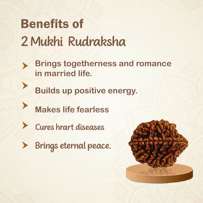 2 Mukha Shiv Rudraksha – Branch Intact (Nepal Origin)