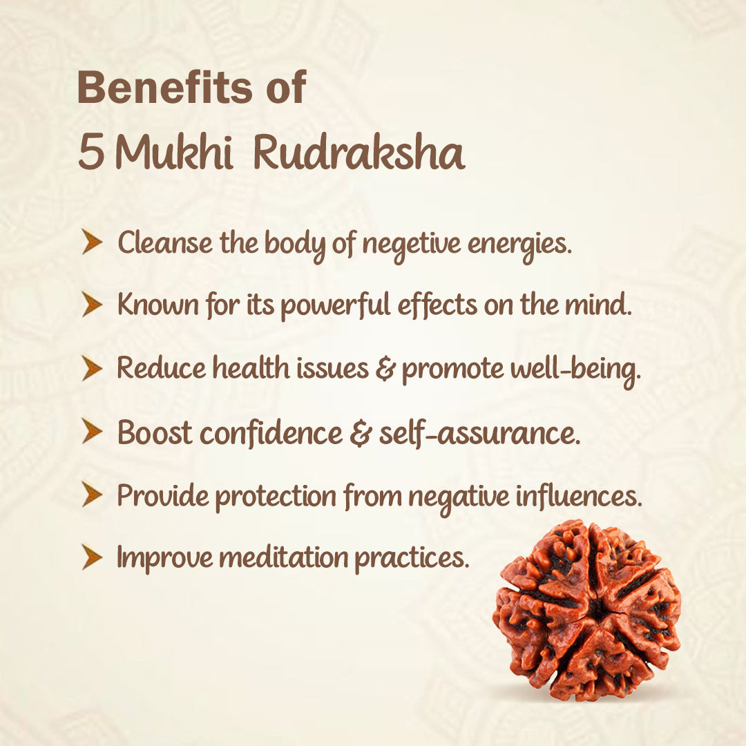 5 Mukha Shiv Rudraksha – Branch Intact (Nepal Origin)