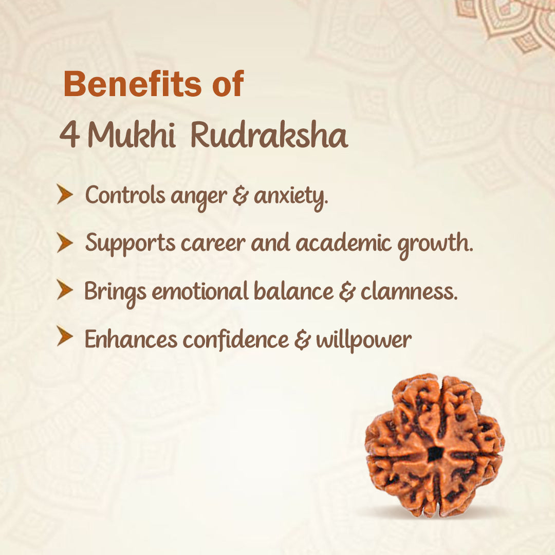 4 Mukha Shiv Rudraksha – Branch Intact (Nepal Origin)