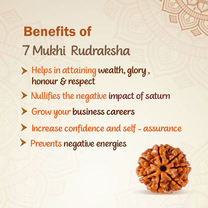 7 Mukha Shiv Rudraksha – Branch Intact (Nepal Origin)