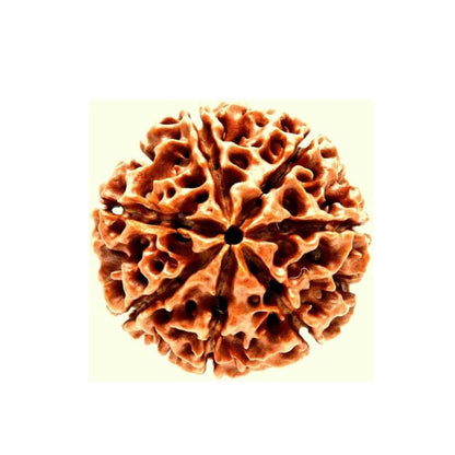 7 Mukha Shiv Rudraksha – Branch Intact (Nepal Origin)