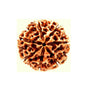 7 Mukha Shiv Rudraksha – Branch Intact (Nepal Origin)